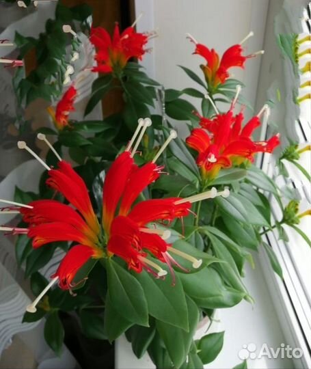 Эсхинантус