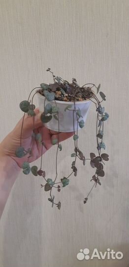 Церопегия вуда