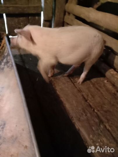 Поросенок ландрас