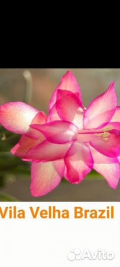 Шлюмбергеры сортовые, паперомия