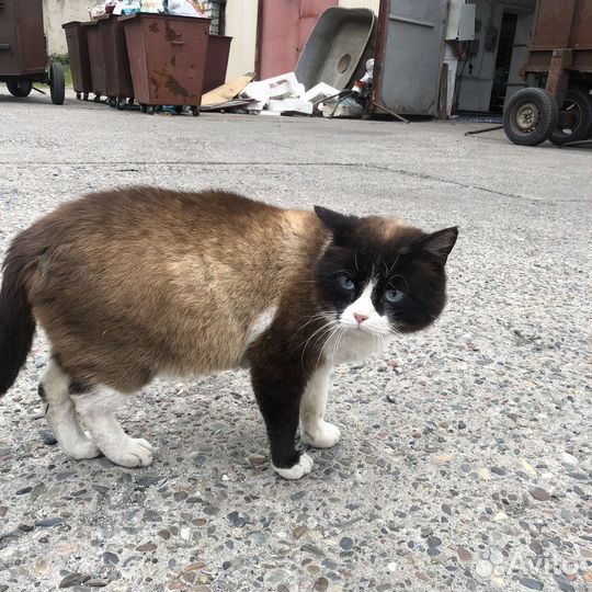 Красивый котик в добрые ручки