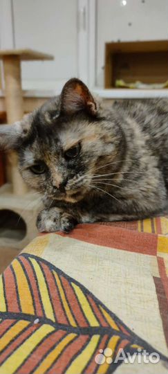 Кошка в дар бесплатно