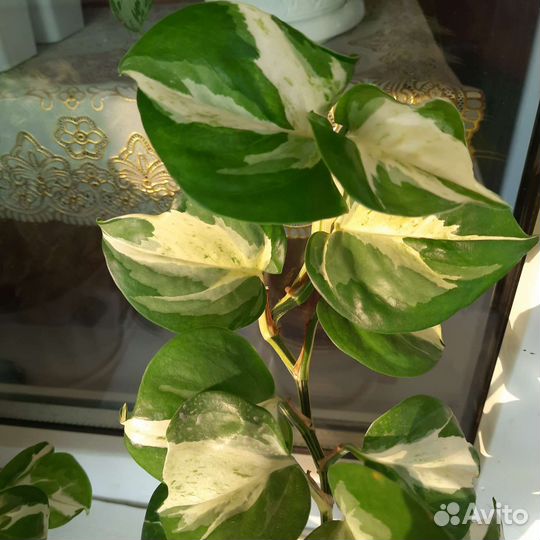 Эпипремнум Happy Leaf