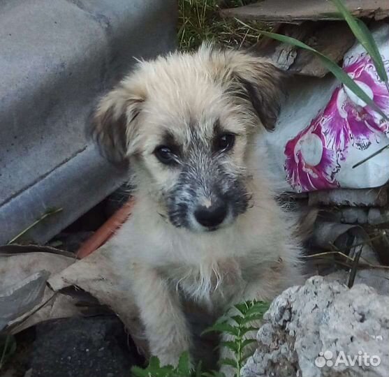 Отдам бесплатно щенки