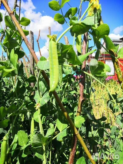 Горох зеленый свежий