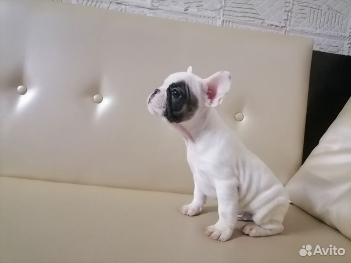Французский бульдог щенки