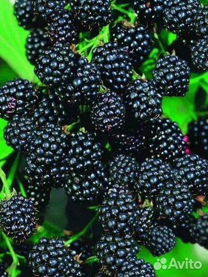 Малина и ежевика