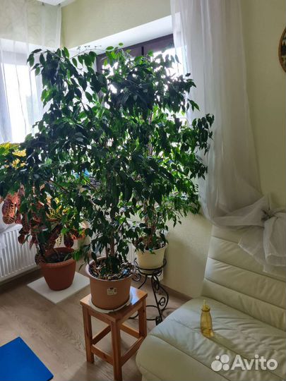 Фикус бенжамина большой