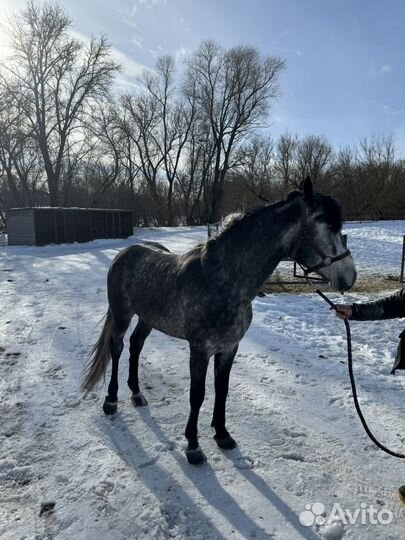 Продается орловский жеребец