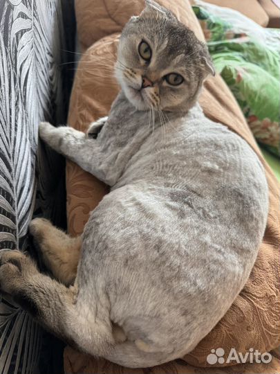Кот шотландский вислоухий