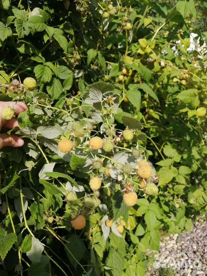 Малина летняя желтая Golden Queen