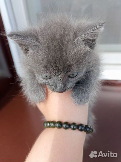 Котенок Дымок