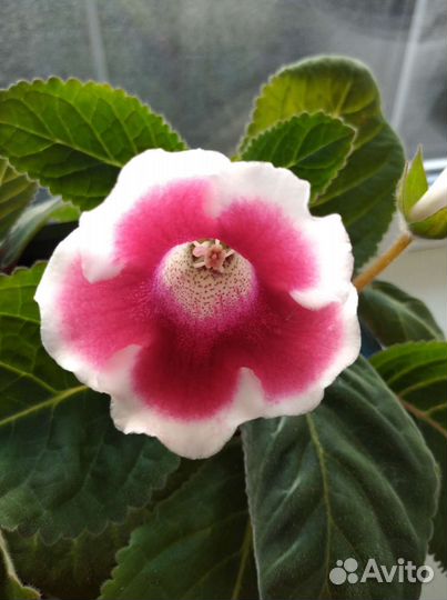 Цветок глоксиния