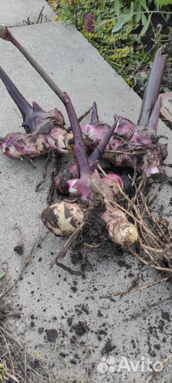 Клубни канны