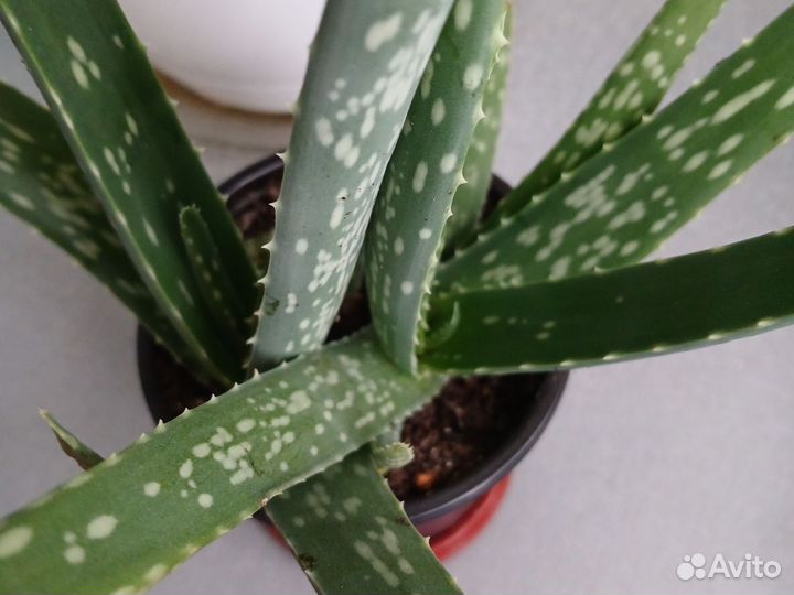 Алоэ вера лечебный