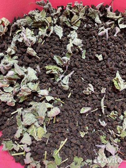 Иван-чай цельнолистовой с васильком и травами