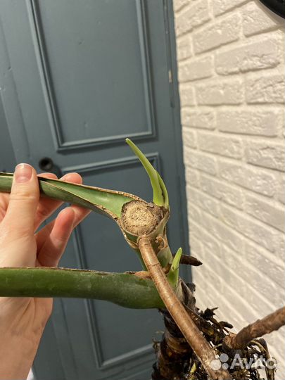 Монстера деликатесная, черенки