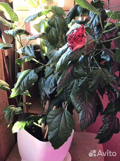 Китайская роза