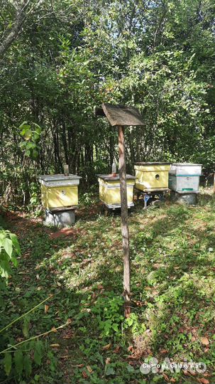Пасека, ульи, пчелы