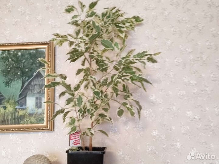 Фикус бенджамина