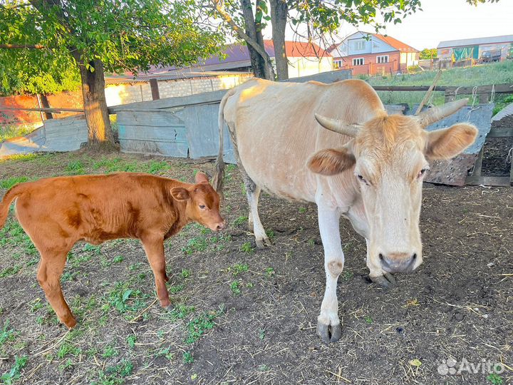 Коровы телята