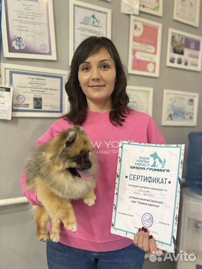 Курсы груминга