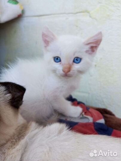 Котики бесплатно