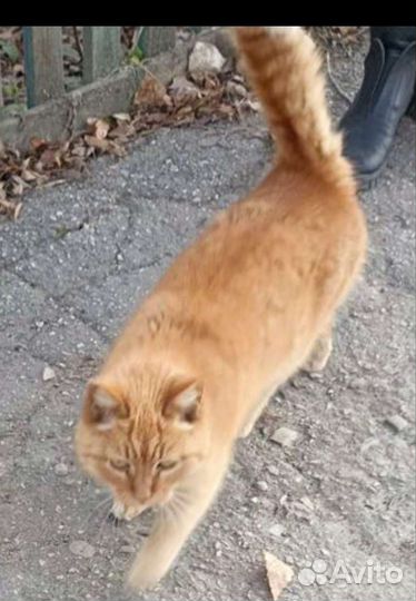 Миниатюрная кошечка в добрые руки