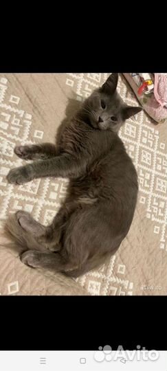 Котик в добрые руки