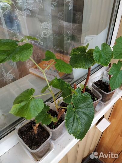 Саженцы винограда Мурс Эрли,Изабелла светлый