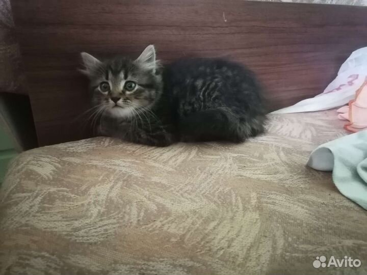 Котята