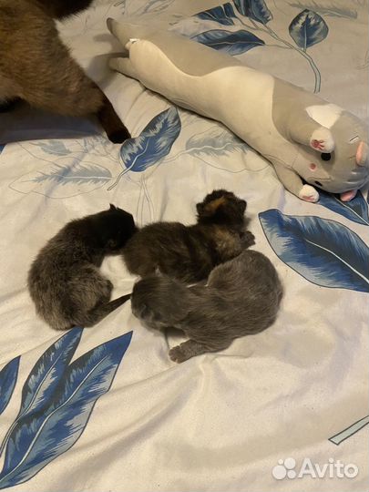 Котята отдам в добрые руки бесплатно