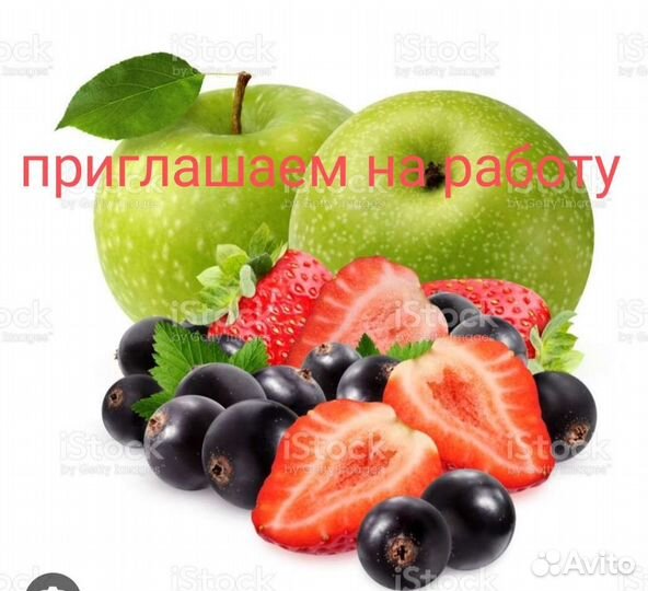 Работа вахтовым методом сбор яблок