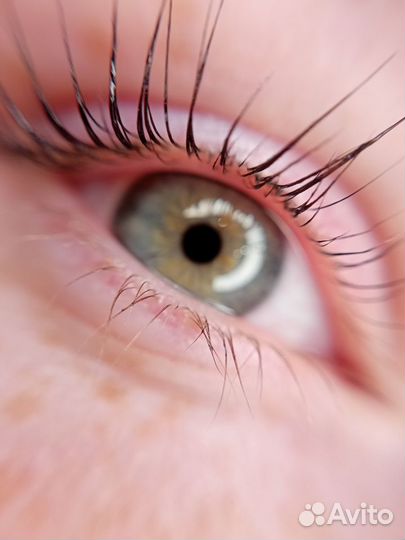 Брови/ресницы спб