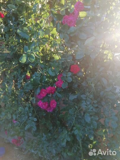 Роза плетистая