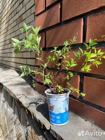 Саженцы спиреи