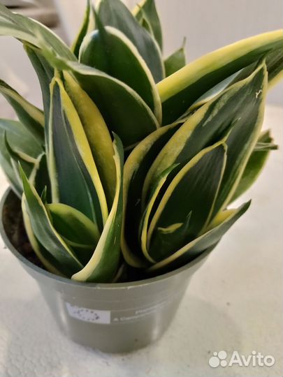 Сансевиерия Ханни крео