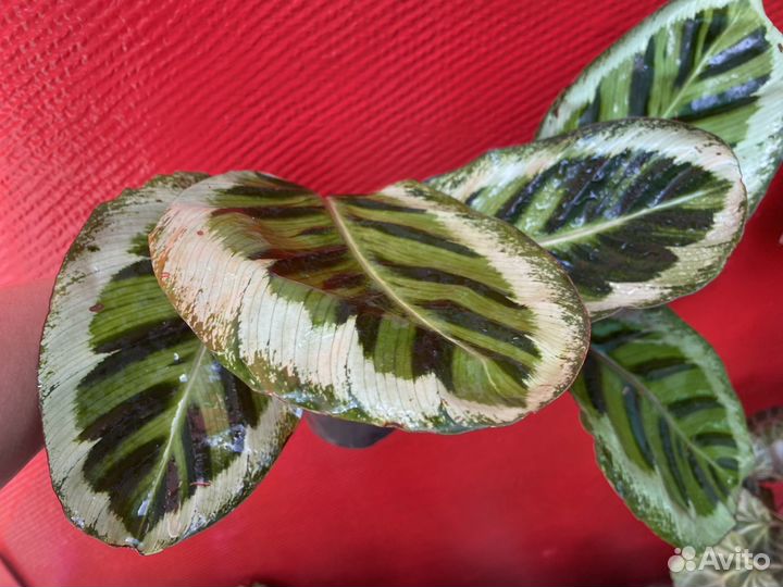 Калатея Розеопикта Марио