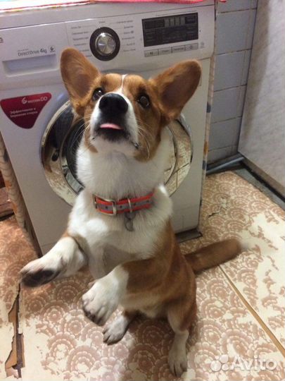 Домашняя мини гостиница для собак