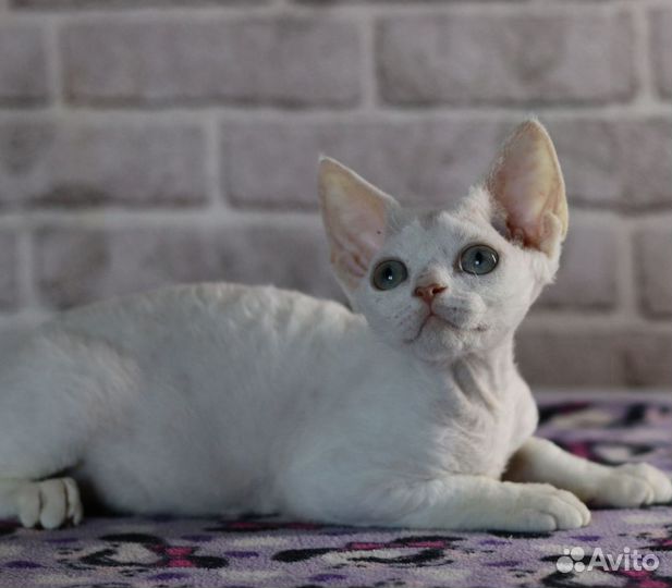 Кошечка с голубыми глазами