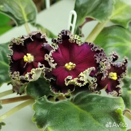 Продам укорененные детки сортовых фиалок 6