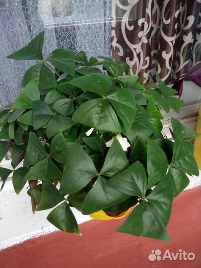 Продам цветы комнатные