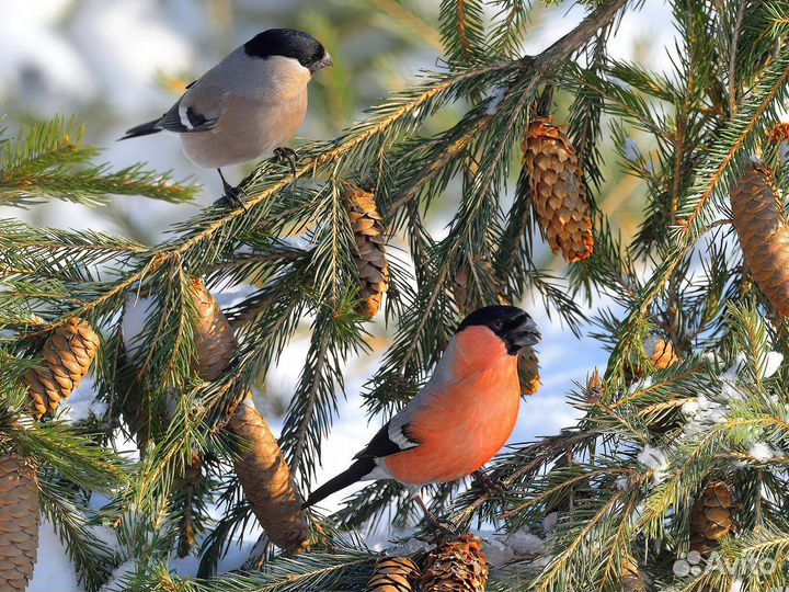 Снегири, коноплянки, щеглы и др. певчие птицы