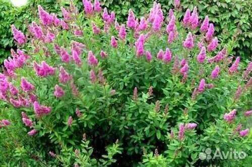 Кампсис, спирея, роза, лимонник