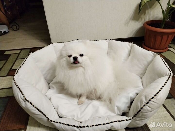 Лежанка домик для собаки