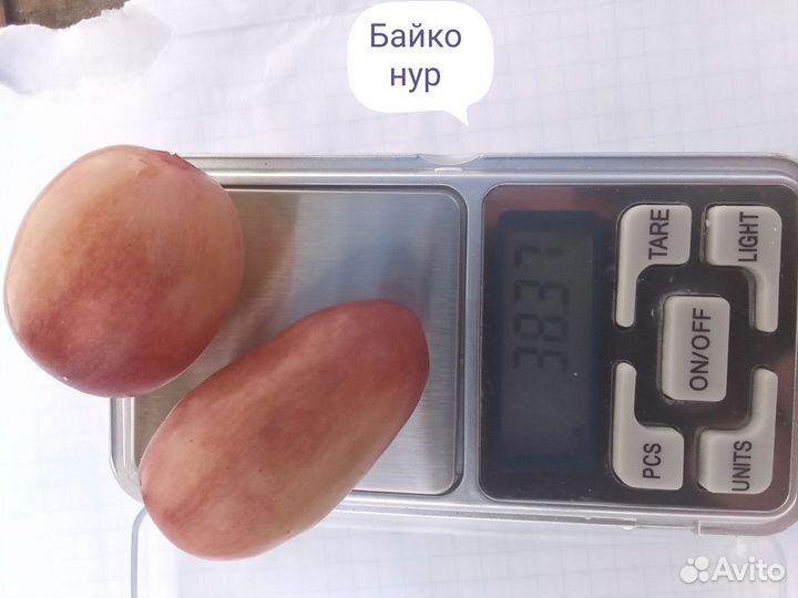 Саженцы винограда