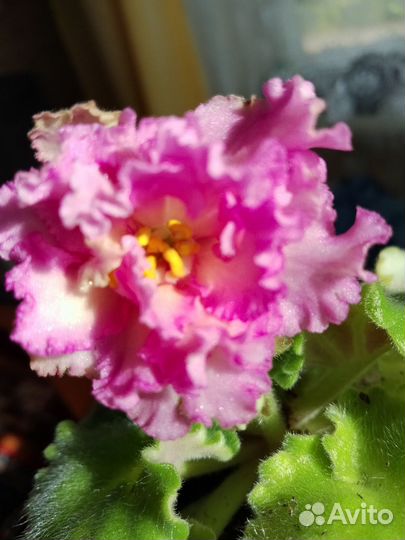 Фиалки на цвету