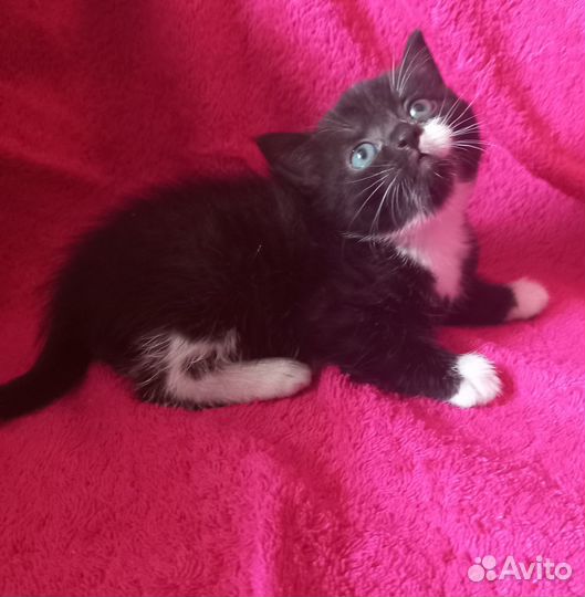 Котенок девочка в добрые руки