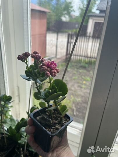 Каланхоэ цветущий