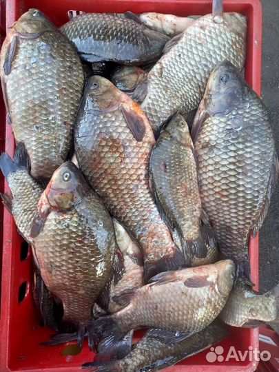 Свежая речная рыба в Самаре